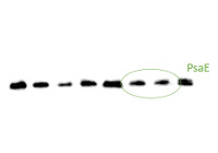 PsaE | PSI-E subunit of photosystem I (affinity purified) in the group Antibodies Plant/Algal / Photosynthesis / PSI (Photosystem I) at Agrisera AB (Antibodies for research) (AS08 324A)